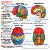 Brain Gospel Tract Back Brain Gospel Tract Back