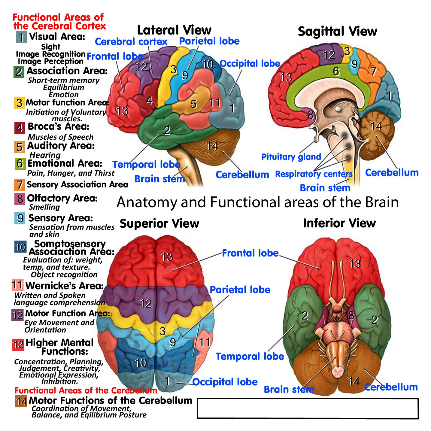 Brain Gospel Tract Back Brain Gospel Tract Back